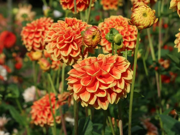 Review des tondeuses à gazon sans fil